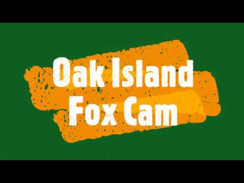 Youtube: Oak Island Fox Cam - Episode 1