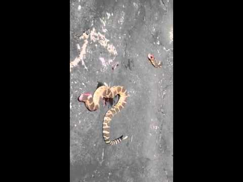 Youtube: Zombie Rattlesnake