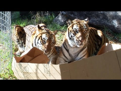 Youtube: BIG CATS like boxes too!