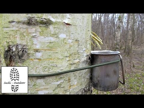 Youtube: Birkensaft zapfen