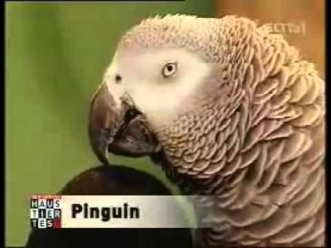 Youtube: Papagei kann zahlreiche Tiere nachmachen
