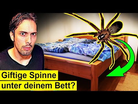 Youtube: MACH DAS, wenn du diese Spinne im Zimmer findest