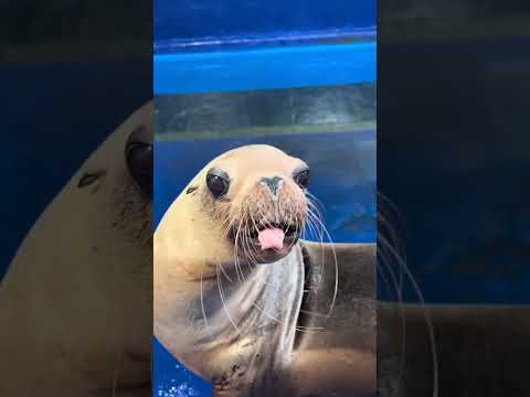 Youtube: #elephant seal #animal #cute #seal #sea #funny
