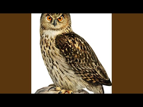 Youtube: The Liberty Bikers
