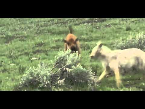 Youtube: Wolves attack small Cow, good protection