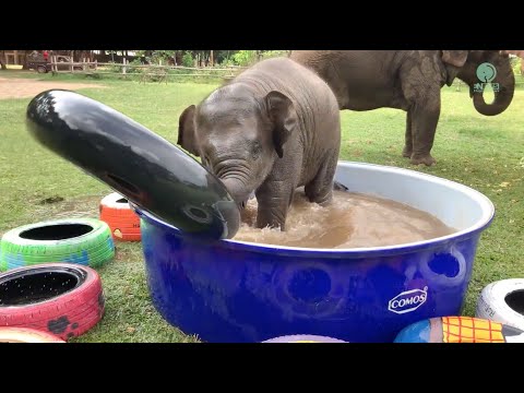 Youtube: Top Ten Baby Elephants At Play - Elephantnews