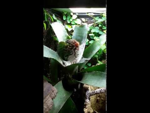 Youtube: Avicularia versicolor mit Heuschrecke
