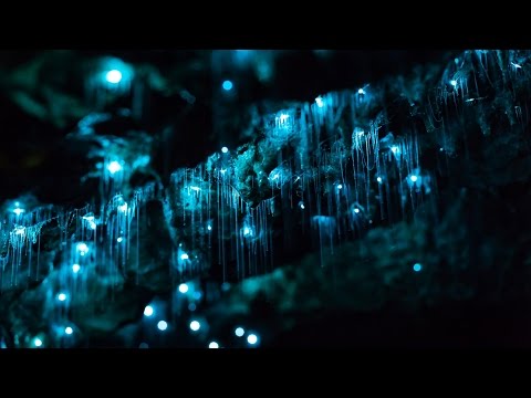 Youtube: Glowworms in Motion - A Time-lapse of NZ's Glowworm Caves in 4K