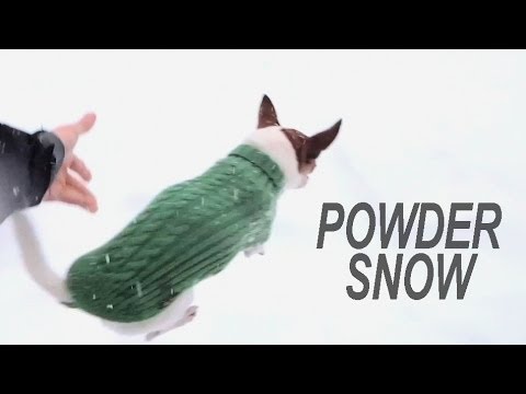 Youtube: Why chihuahuas don't run on the snow?