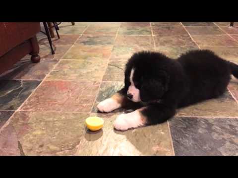 Youtube: Bernese Mountain Dog Puppy vs Lemon