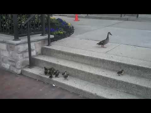 Youtube: Ducklings vs. Stairs