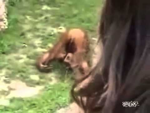 Youtube: Affe pisst sich in den Mund
