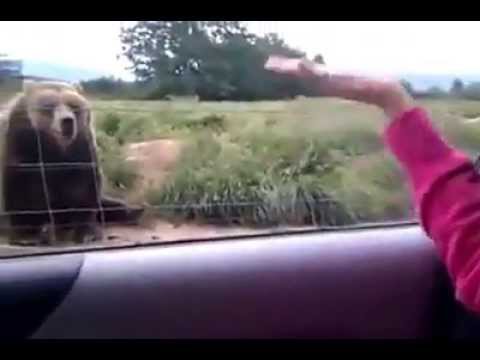 Youtube: TIJTime: Nicest bear ever