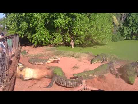Youtube: Crocodile bites foot off another crocodile