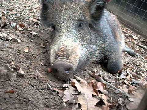 Youtube: Wildschweine im Wildgehege Trier 3