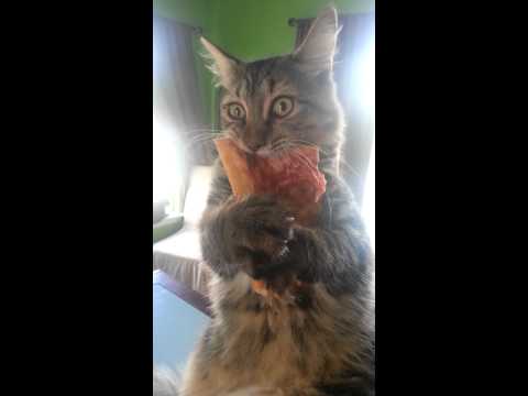 Youtube: Crazy pizza stealing kitten