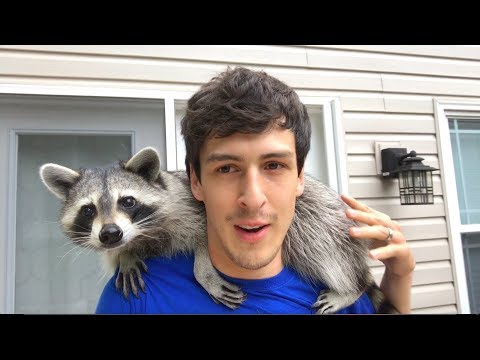 Youtube: Living With A Raccoon: 1 Year Update