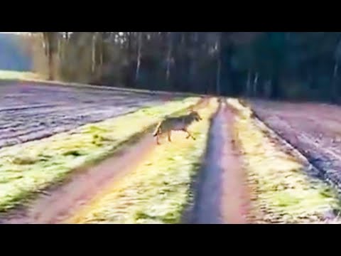 Youtube: Wolf verfolgt Spaziergängerin in Niedersachsen – Experten bestätigen Echtheit des Videos