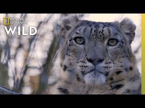 Youtube: Snow Leopards 101 | Nat Geo Wild