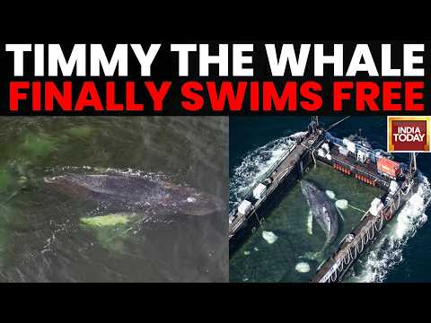 Youtube: Humpback Whale Timmy Swims Free After Weeks Stranded in Germany | India Today