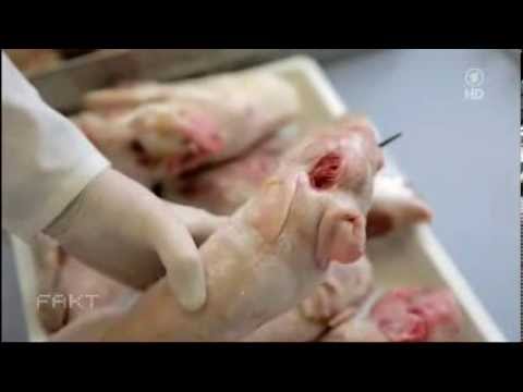 Youtube: Gift im Essen   Missbildungen durch Glyphosat   ARD Fakt 12 11 2013