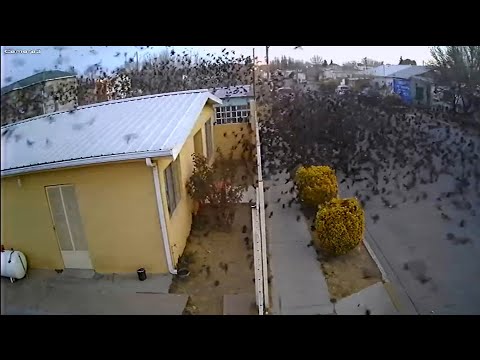 Youtube: Hundreds of Birds ‘Free Fall’ Out of the Sky