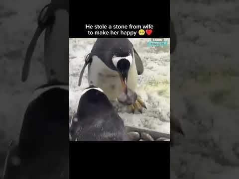 Youtube: He stole a stone from wife to make her happy 🥹❤️