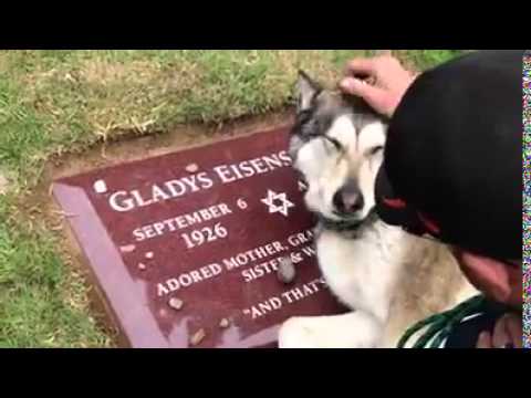 Youtube: Dog Mourns At Grave