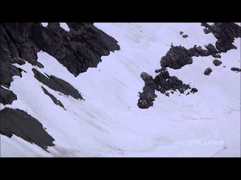 Youtube: Possible Sasquatch Sighting outside Squamish, BC