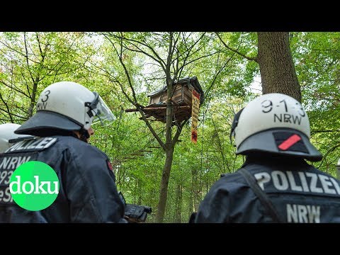 Youtube: Bäume oder Braunkohle? Der Kampf um den Hambacher Forst | WDR Doku