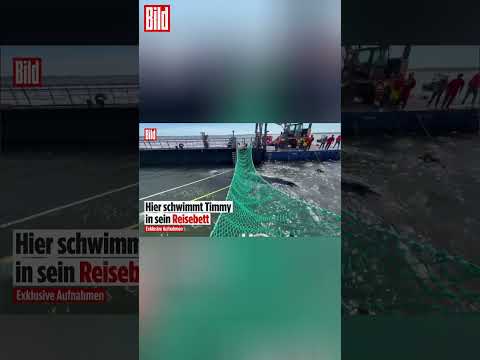 Youtube: Exklusive Aufnahmen! Hier schwimmt der Buckelwal Timmy von ganz allein in die Barge! | #shorts