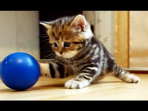 Youtube: I'm Paris: the  most playful Cute and Funny girl Kitten