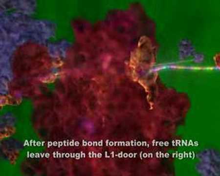 Youtube: Ribosome in action