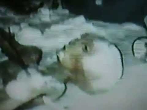 Youtube: Decouverte d’un corps « extraterrestre » gris / Discovery « alien » short grey corps Quebec 1992