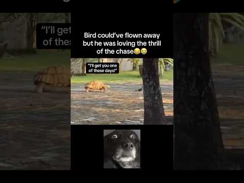 Youtube: Thrill of the chase😂 #fyp #viral #animals #turtle #birds #bird #cute #chase #funny #lol #fypシ #yt