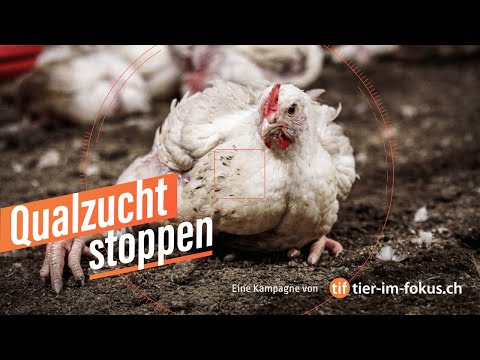 Youtube: Qualzucht stoppen | Tier im Fokus (TIF)