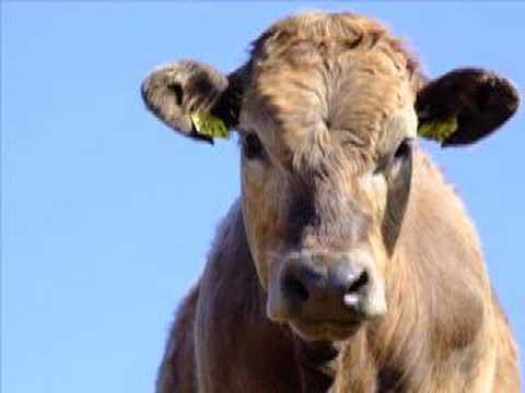 Youtube: I am Cow