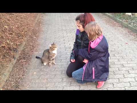 Youtube: Aggressive Katze ..