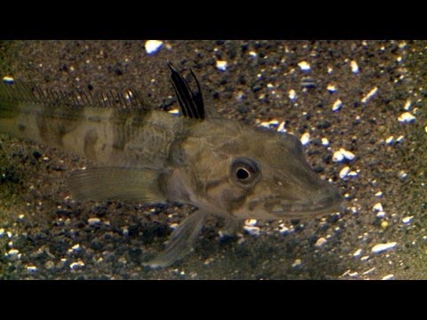 Youtube: "Fisch ohne Blut": Seltene Eisfische sind Sensation in Tokio