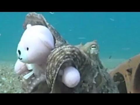 Youtube: Octopus Fell In Love With Teddy!