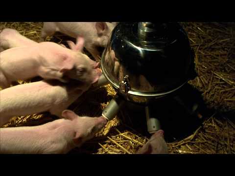 Youtube: Ein Schweinchen namens Babe - Trailer