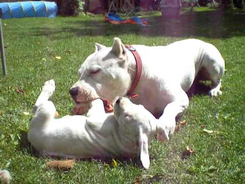 Youtube: dogo argentino Nido de Cóndores