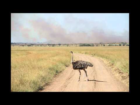 Youtube: Afrikanischer Strauss im Nationalpark Serengeti 2012