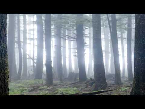 Youtube: Edanticonf - Forest Echo (2012) [Full Album]