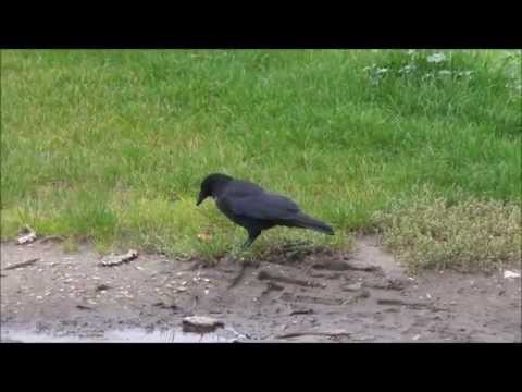 Youtube: Intelligente Tiere: Krähen öffnen Walnüsse mit Straße/ Smart crows opening walnuts
