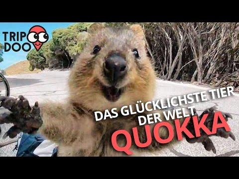 Youtube: Das glücklichste Tier der Welt! Quokkas aus Australien! | Tripdoo.de