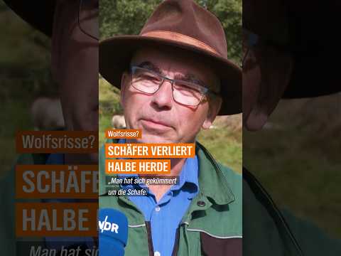 Youtube: 🐺🐑 Wolf soll Schafe getötet haben #shorts #schäfer #wolf #niedersachsen