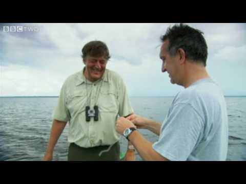 Youtube: Last Chance to See Preview - Episode 1: Candiru - BBC Two