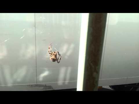 Youtube: Kreuzspinne schnappt sich Fliege