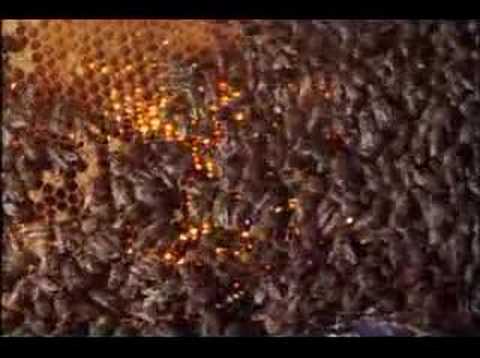 Youtube: Hornet cooked by bees